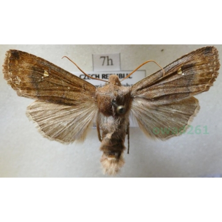 Mythimna albipuncta (Denis & Schiffermüller, 1775) Piętnówka białokropka Czech7h